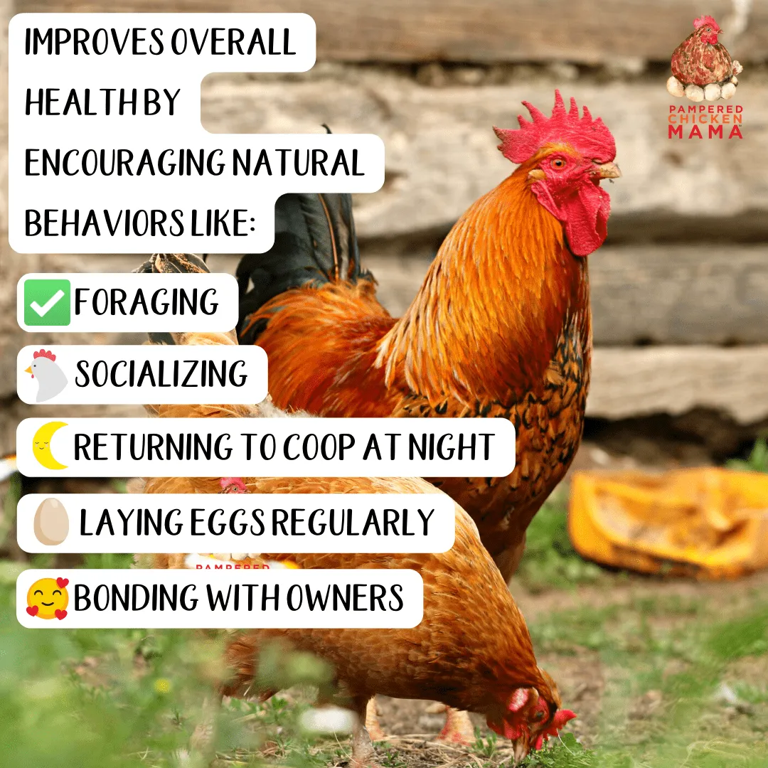 Herbal Non-GMO Chick Starter & Grower Feed With Oregano & Garlic For Baby Chicks: 5 pounds